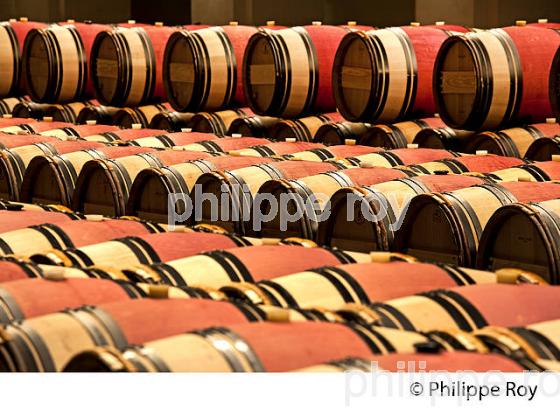 CHATEAU MONTROSE , AOC SAINT ESTEPHE, MEDOC, VINS DE BORDEAUX,  GIRONDE , AQUITAINE. (33V41540.jpg)
