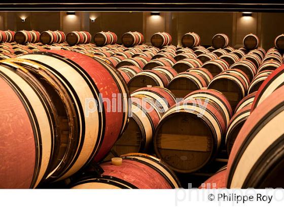 CHATEAU MONTROSE , AOC SAINT ESTEPHE, MEDOC, VINS DE BORDEAUX,  GIRONDE , AQUITAINE. (33V41602.jpg)