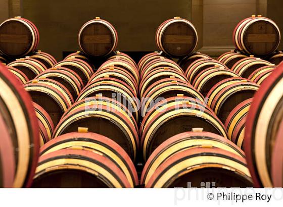 CHATEAU MONTROSE , AOC SAINT ESTEPHE, MEDOC, VINS DE BORDEAUX,  GIRONDE , AQUITAINE. (33V41605.jpg)