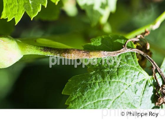 MALADIE  DE LA VIGNE, AU PRINTEMPS, VIGNOBLE BORDELAIS, GIRONDE. (33V41634.jpg)
