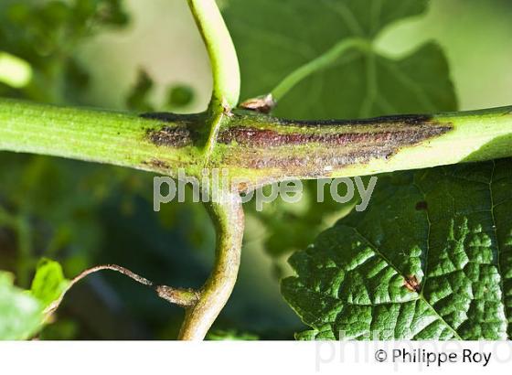 MALADIE  DE LA VIGNE, AU PRINTEMPS, VIGNOBLE BORDELAIS, GIRONDE. (33V41635.jpg)