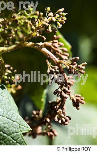 MILDIOU SUR MANNE DE RAISIN  AU PRINTEMPS 2015, VIGNOBLE DU BORDELAIS. (33V41706.jpg)