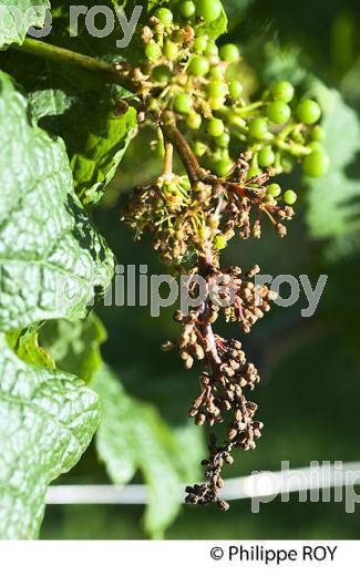 MILDIOU SUR MANNE DE RAISIN  AU PRINTEMPS 2015, VIGNOBLE DU BORDELAIS. (33V41708.jpg)