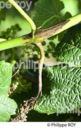 MILDIOU SUR BOIS DE VIGNE,   AU PRINTEMPS 2015, VIGNOBLE DU BORDELAIS. (33V41713.jpg)