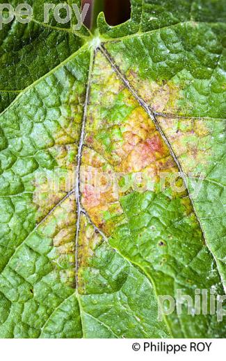 MILDIOU SUR FEUILLE DE VIGNE,   AU PRINTEMPS 2015, VIGNOBLE DU BORDELAIS. (33V41717.jpg)