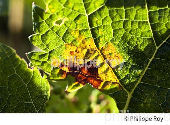 MALADIE  DE LA VIGNE, AU PRINTEMPS, VIGNOBLE BORDELAIS, GIRONDE. (33V41723.jpg)