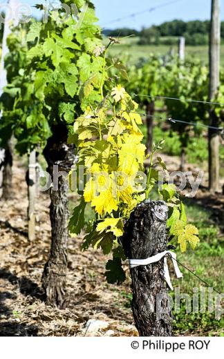 MALADIE  DE LA VIGNE, AU PRINTEMPS, VIGNOBLE BORDELAIS, GIRONDE. (33V41726.jpg)