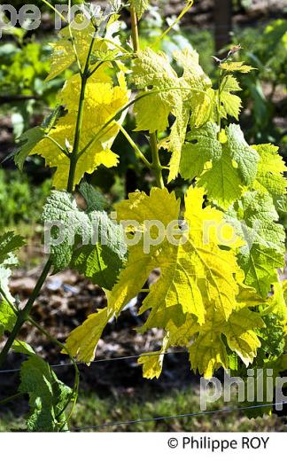 MALADIE  DE LA VIGNE, AU PRINTEMPS, VIGNOBLE BORDELAIS, GIRONDE. (33V41727.jpg)
