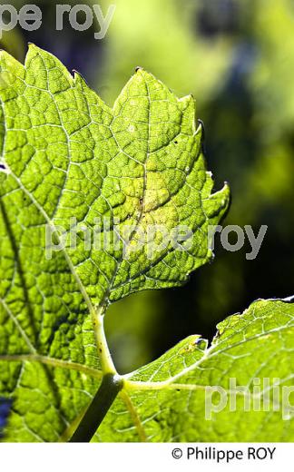 MALADIE  DE LA VIGNE, AU PRINTEMPS, VIGNOBLE BORDELAIS, GIRONDE. (33V41730.jpg)
