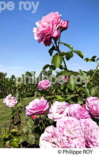 ROSIERS ET ABRI  DE JARDIN , FRONSAC, VIGNOBLE DE BORDEAUX, GIONDE. (33V41801.jpg)