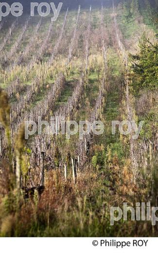 VIGNE ENHERBEE EN HIVER, VIGNOBLE DE BORDEAUX, GIRONDE. (33V41807.jpg)