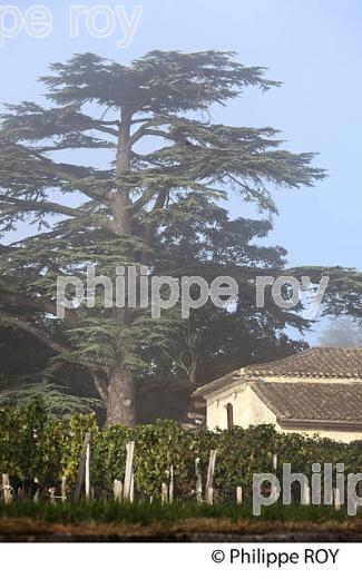 CHATEAU DALEM, ET VIGNE ,  AOC, FRONSAC, VIGNOBLE DE BORDEAUX , GIRONDE. (33V41809.jpg)