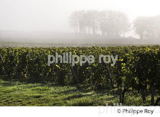 PAYSAGE VITICOLE ET COTEAUX DE SAILLANS, AOC FRONSAC, VIGNOBLE DE BORDEAUX, GIRONDE. (33V41811.jpg)