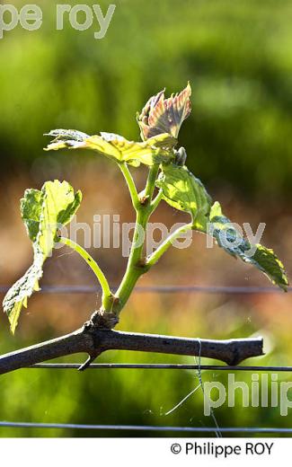 CYCLE VEGETATIF DE LA VIGNE, AU PRINTEMPS, VIGNOBLE BORDELAIS, GIRONDE. (33V42528.jpg)