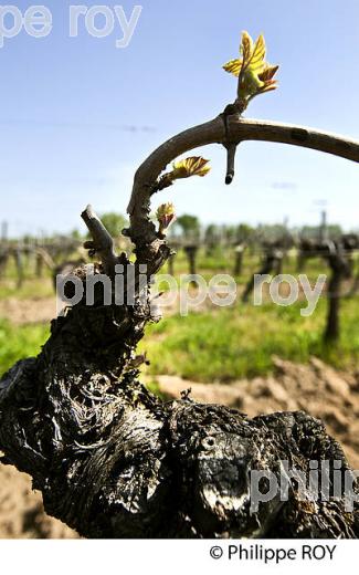 CYCLE VEGETATIF DE LA VIGNE, AU PRINTEMPS, VIGNOBLE BORDELAIS, GIRONDE. (33V42539.jpg)