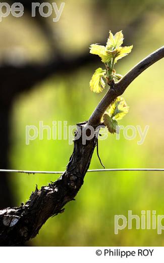 CYCLE VEGETATIF DE LA VIGNE, AU PRINTEMPS, VIGNOBLE BORDELAIS, GIRONDE. (33V42540.jpg)