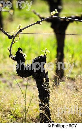 CYCLE VEGETATIF DE LA VIGNE, AU PRINTEMPS, VIGNOBLE BORDELAIS, GIRONDE. (33V42602.jpg)