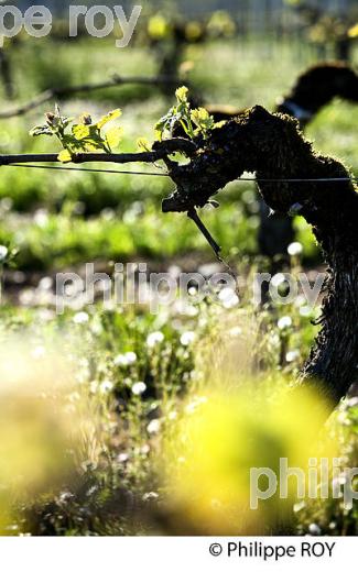 CYCLE VEGETATIF DE LA VIGNE, AU PRINTEMPS, VIGNOBLE BORDELAIS, GIRONDE. (33V42605.jpg)