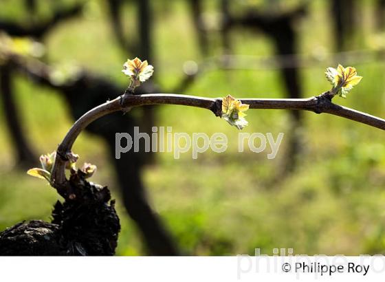 CYCLE VEGETATIF DE LA VIGNE, AU PRINTEMPS, VIGNOBLE BORDELAIS, GIRONDE. (33V42606.jpg)