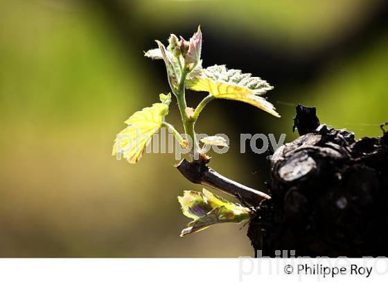 CYCLE VEGETATIF DE LA VIGNE, AU PRINTEMPS, VIGNOBLE BORDELAIS, GIRONDE. (33V42607.jpg)