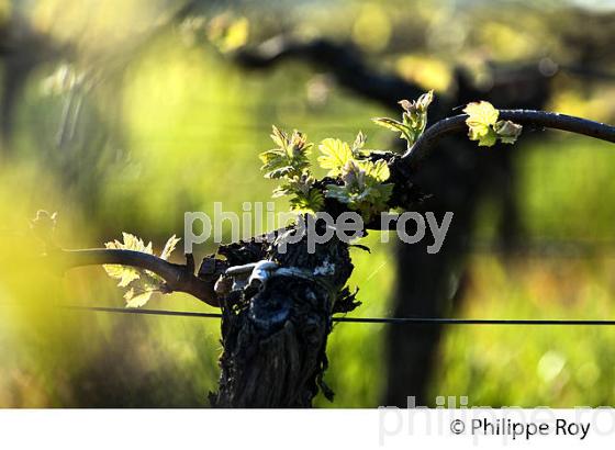 CYCLE VEGETATIF DE LA VIGNE, AU PRINTEMPS, VIGNOBLE BORDELAIS, GIRONDE. (33V42615.jpg)