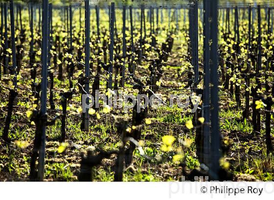 CYCLE VEGETATIF DE LA VIGNE, AU PRINTEMPS, VIGNOBLE BORDELAIS, GIRONDE. (33V42616.jpg)