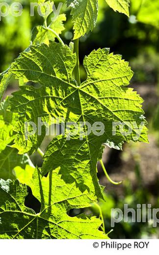 CYCLE VEGETATIF DE LA VIGNE, AU PRINTEMPS, VIGNOBLE BORDELAIS, GIRONDE. (33V42735.jpg)
