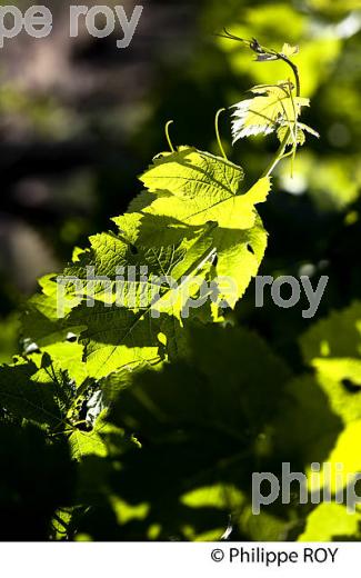CYCLE VEGETATIF DE LA VIGNE, AU PRINTEMPS, VIGNOBLE BORDELAIS, GIRONDE. (33V42737.jpg)