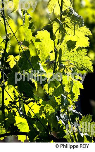 CYCLE VEGETATIF DE LA VIGNE, AU PRINTEMPS, VIGNOBLE BORDELAIS, GIRONDE. (33V42801.jpg)