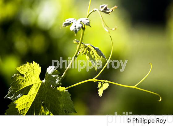 CYCLE VEGETATIF DE LA VIGNE, AU PRINTEMPS, VIGNOBLE BORDELAIS, GIRONDE. (33V42806.jpg)