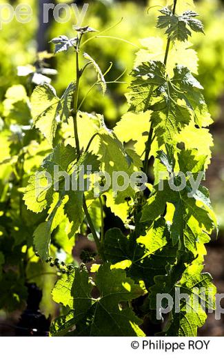 CYCLE VEGETATIF DE LA VIGNE, AU PRINTEMPS, VIGNOBLE BORDELAIS, GIRONDE. (33V42814.jpg)