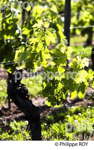 CYCLE VEGETATIF DE LA VIGNE, AU PRINTEMPS, VIGNOBLE BORDELAIS, GIRONDE. (33V42816.jpg)