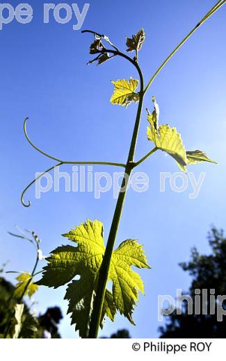 CYCLE VEGETATIF DE LA VIGNE, AU PRINTEMPS, VIGNOBLE BORDELAIS, GIRONDE. (33V42821.jpg)