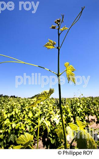 CYCLE VEGETATIF DE LA VIGNE, AU PRINTEMPS, VIGNOBLE BORDELAIS, GIRONDE. (33V42825.jpg)