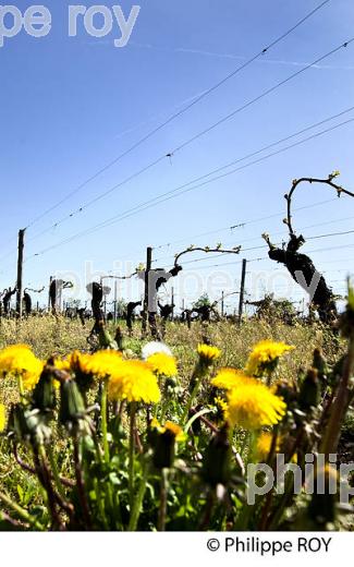 CYCLE VEGETATIF DE LA VIGNE, AU PRINTEMPS, VIGNOBLE BORDELAIS, GIRONDE. (33V42838.jpg)