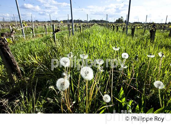 CYCLE VEGETATIF DE LA VIGNE, AU PRINTEMPS, VIGNOBLE BORDELAIS, GIRONDE. (33V42903.jpg)