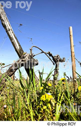 PALISSAGE  DE LA VIGNE, AU PRINTEMPS, VIGNOBLE BORDELAIS, GIRONDE. (33V42905.jpg)