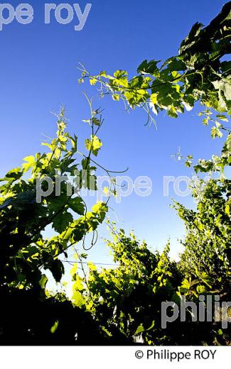 CYCLE VEGETATIF DE LA VIGNE, AU PRINTEMPS, VIGNOBLE BORDELAIS, GIRONDE. (33V42906.jpg)