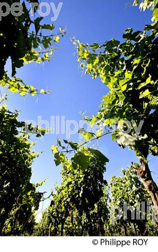 CYCLE VEGETATIF DE LA VIGNE, AU PRINTEMPS, VIGNOBLE BORDELAIS, GIRONDE. (33V42907.jpg)