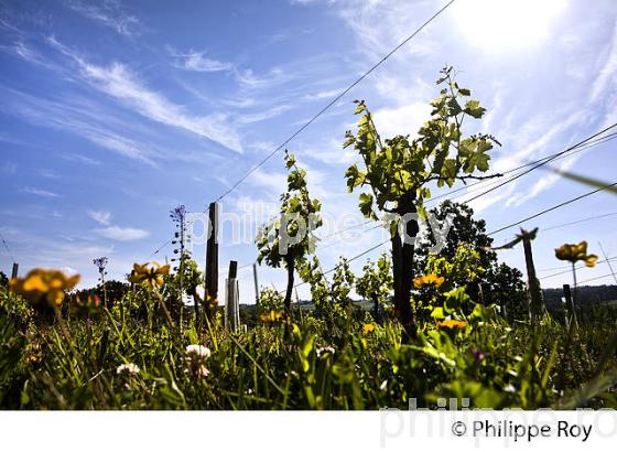 CYCLE VEGETATIF DE LA VIGNE, AU PRINTEMPS, VIGNOBLE BORDELAIS, GIRONDE. (33V42909.jpg)
