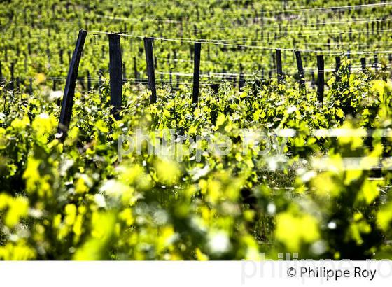 CYCLE VEGETATIF DE LA VIGNE, AU PRINTEMPS, VIGNOBLE BORDELAIS, GIRONDE. (33V42915.jpg)
