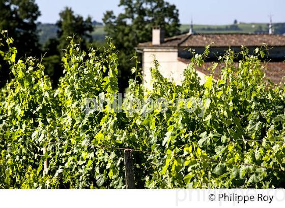 CYCLE VEGETATIF DE LA VIGNE, AU PRINTEMPS, VIGNOBLE BORDELAIS, GIRONDE. (33V42920.jpg)