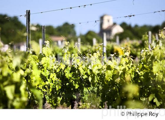 LA VIGNE AU PRINTEMPS, PAYSAGE VITICOLE , MONTAGNE-SAINT-EMILION, VIGNOBLE BORDELAIS, GIRONDE. (33V42923.jpg)