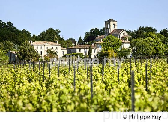 LA VIGNE AU PRINTEMPS, PAYSAGE VITICOLE , MONTAGNE-SAINT-EMILION, VIGNOBLE BORDELAIS, GIRONDE. (33V42924.jpg)