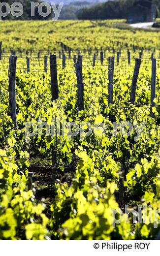 CYCLE VEGETATIF DE LA VIGNE, AU PRINTEMPS, VIGNOBLE BORDELAIS, GIRONDE. (33V42928.jpg)