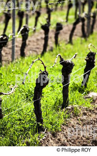 PALISSAGE  DE LA VIGNE, AU PRINTEMPS, VIGNOBLE BORDELAIS, GIRONDE. (33V42930.jpg)