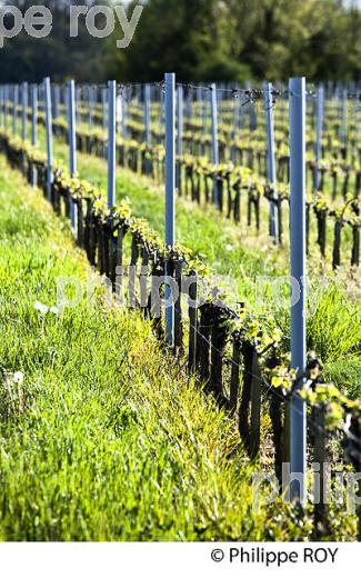 PALISSAGE  DE LA VIGNE, AU PRINTEMPS, VIGNOBLE BORDELAIS, GIRONDE. (33V42931.jpg)