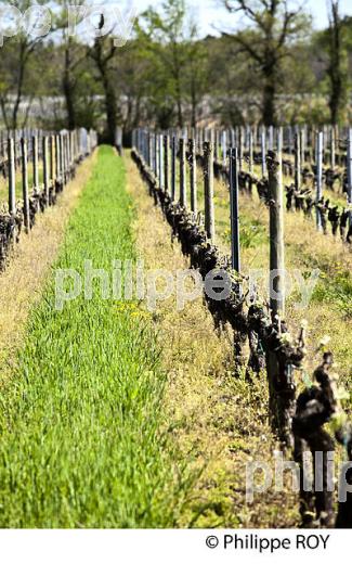 PALISSAGE  DE LA VIGNE, AU PRINTEMPS, VIGNOBLE BORDELAIS, GIRONDE. (33V42932.jpg)