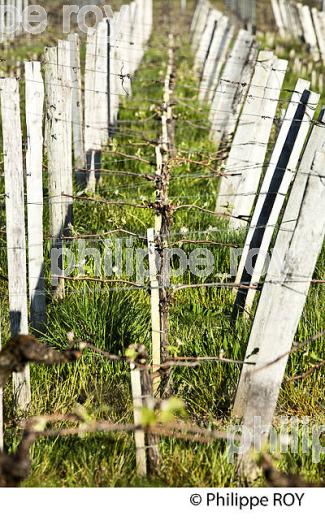 PALISSAGE  DE LA VIGNE, AU PRINTEMPS, VIGNOBLE BORDELAIS, GIRONDE. (33V42933.jpg)