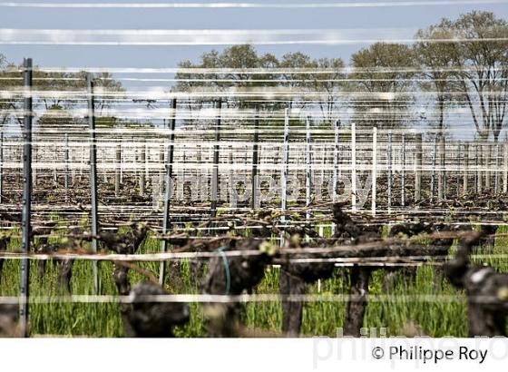 PALISSAGE  DE LA VIGNE, AU PRINTEMPS, VIGNOBLE BORDELAIS, GIRONDE. (33V42935.jpg)